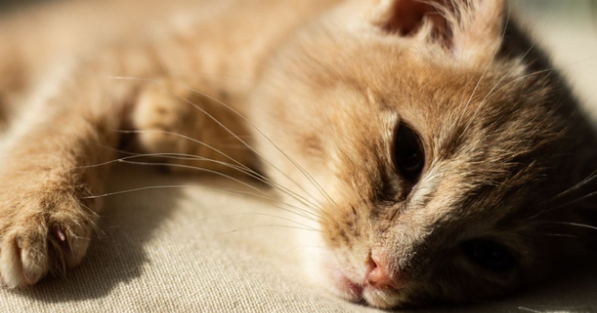 Preventing heatstroke in cats What you should know ManyPets