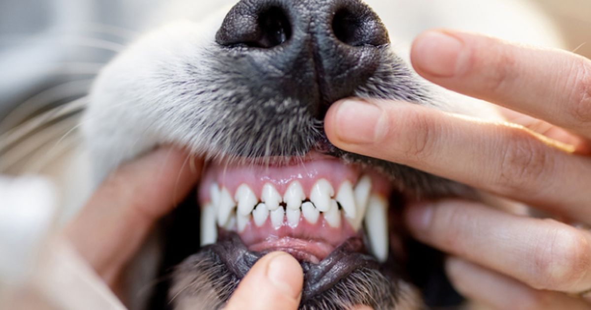 Dog's breath smells like 2024 infection