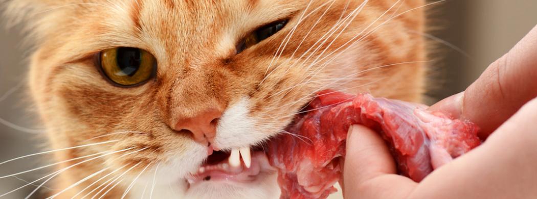 Cat eating raw meat