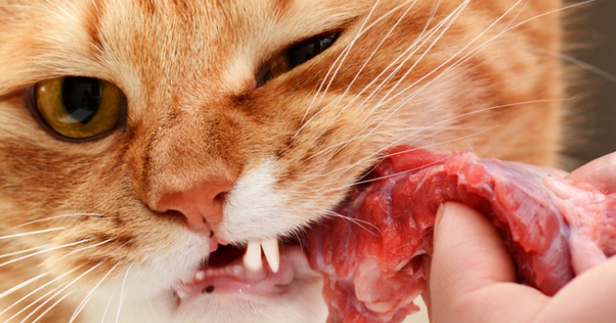 Can cats have outlet raw meat