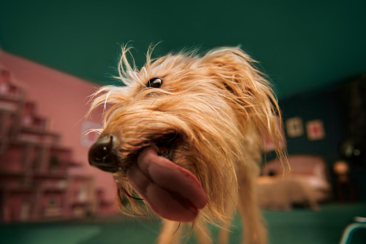 Pet Insurance for Older Dogs ManyPets