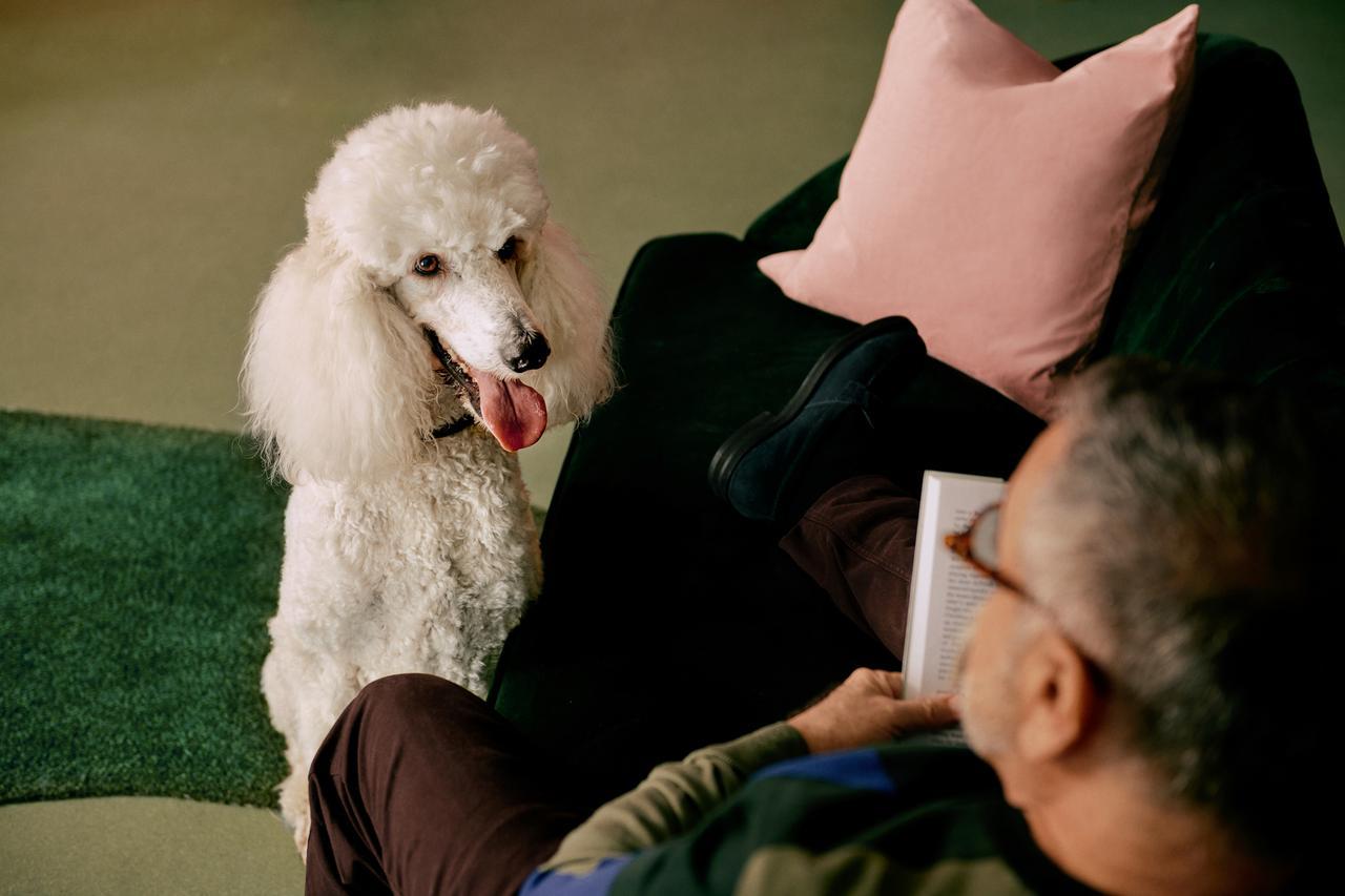 Pet insurance for older dogs ManyPets