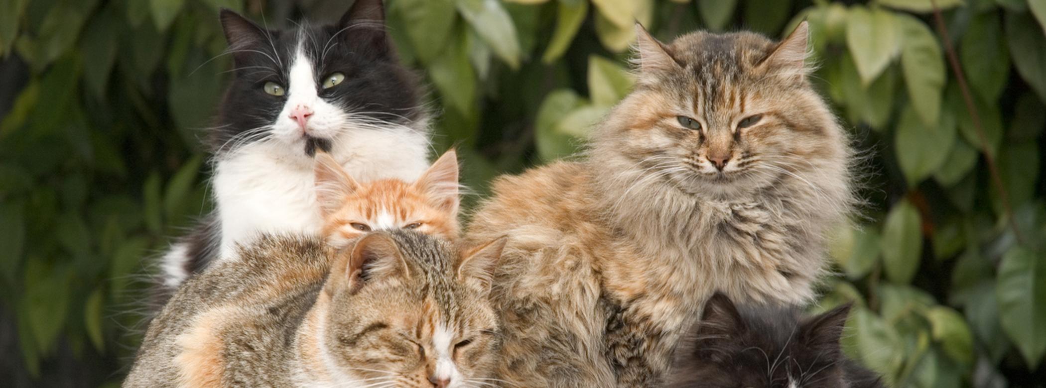 Five cats sitting together