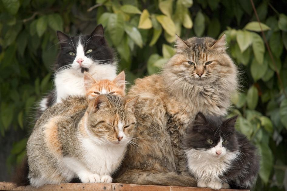 Five cats sitting together