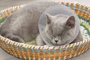 Cat with a cone