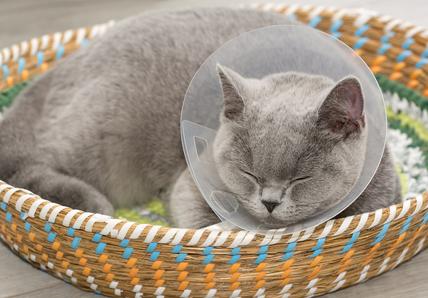 Cat with a cone