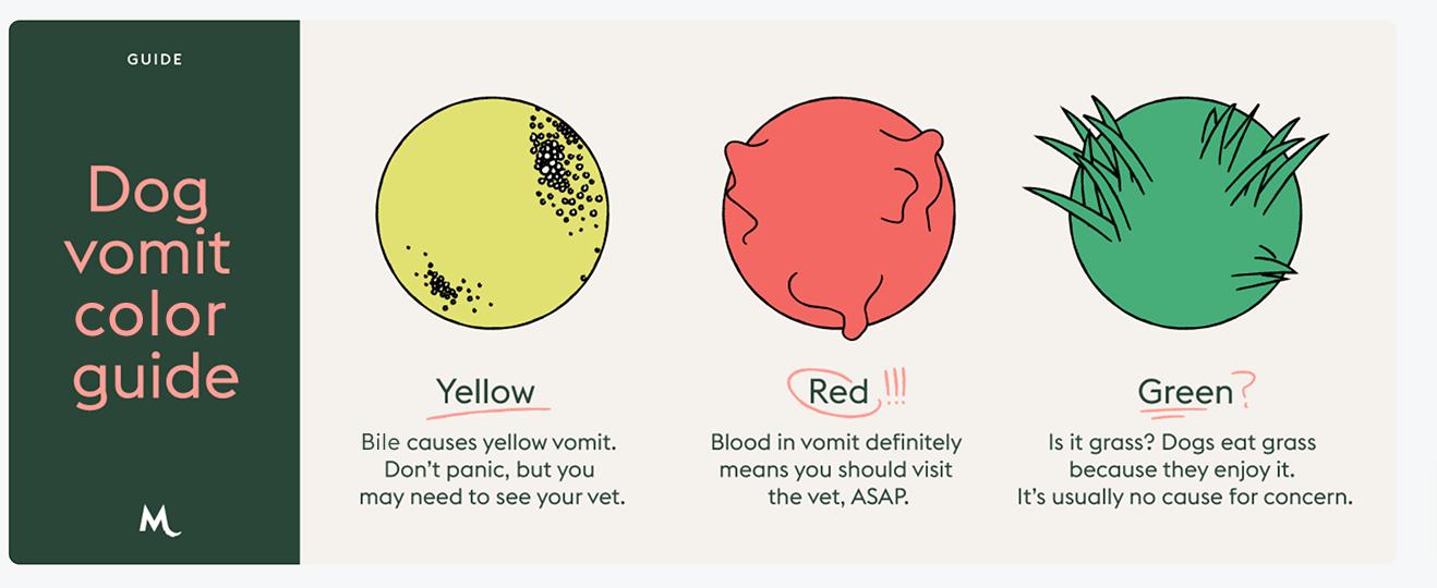 dog vomit color guide showing potential causes and how to act