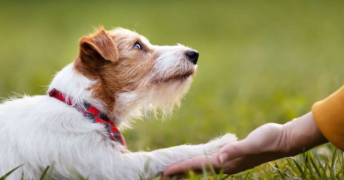 Jack russell having store seizures