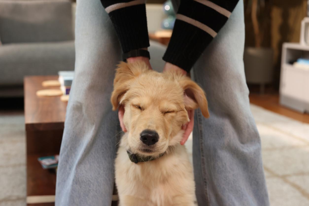 Puppy-insurance