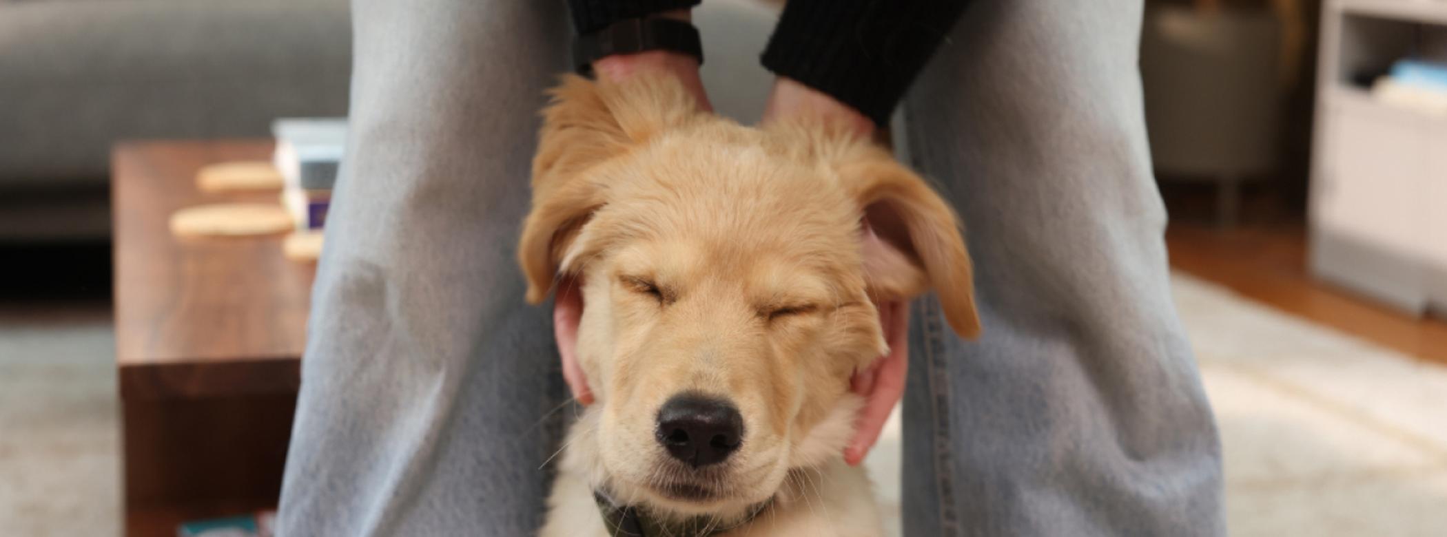 Puppy-insurance