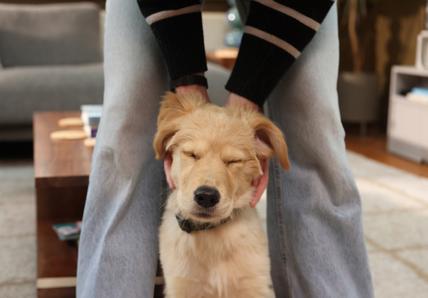 Puppy-insurance