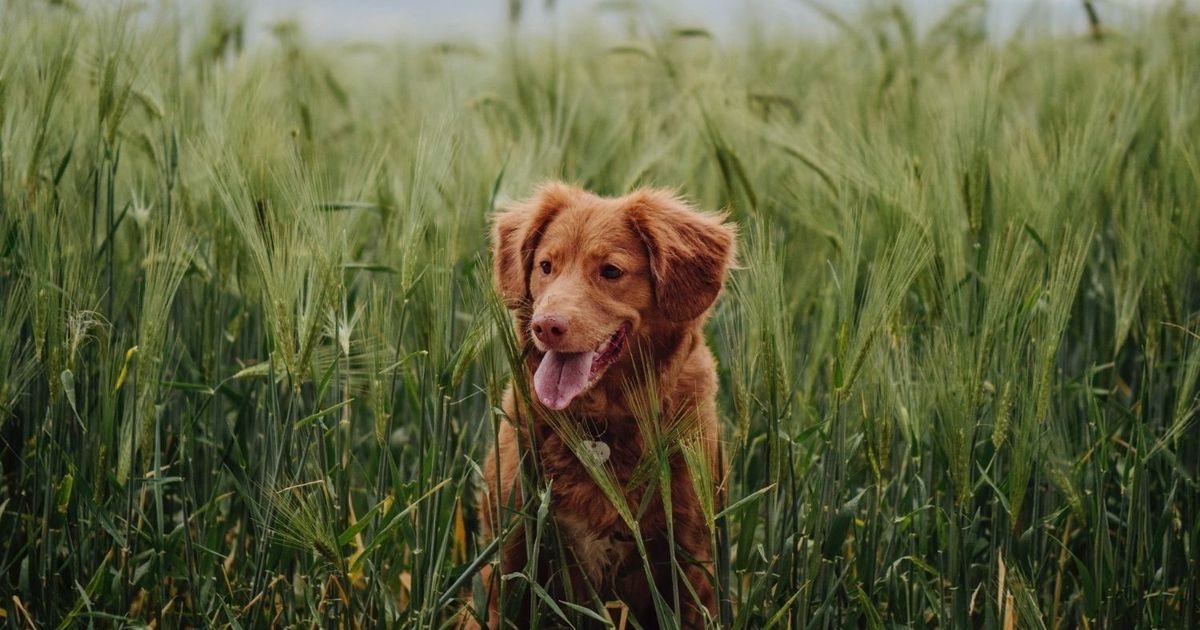 How to get rid of fleas on dogs and cats ManyPets