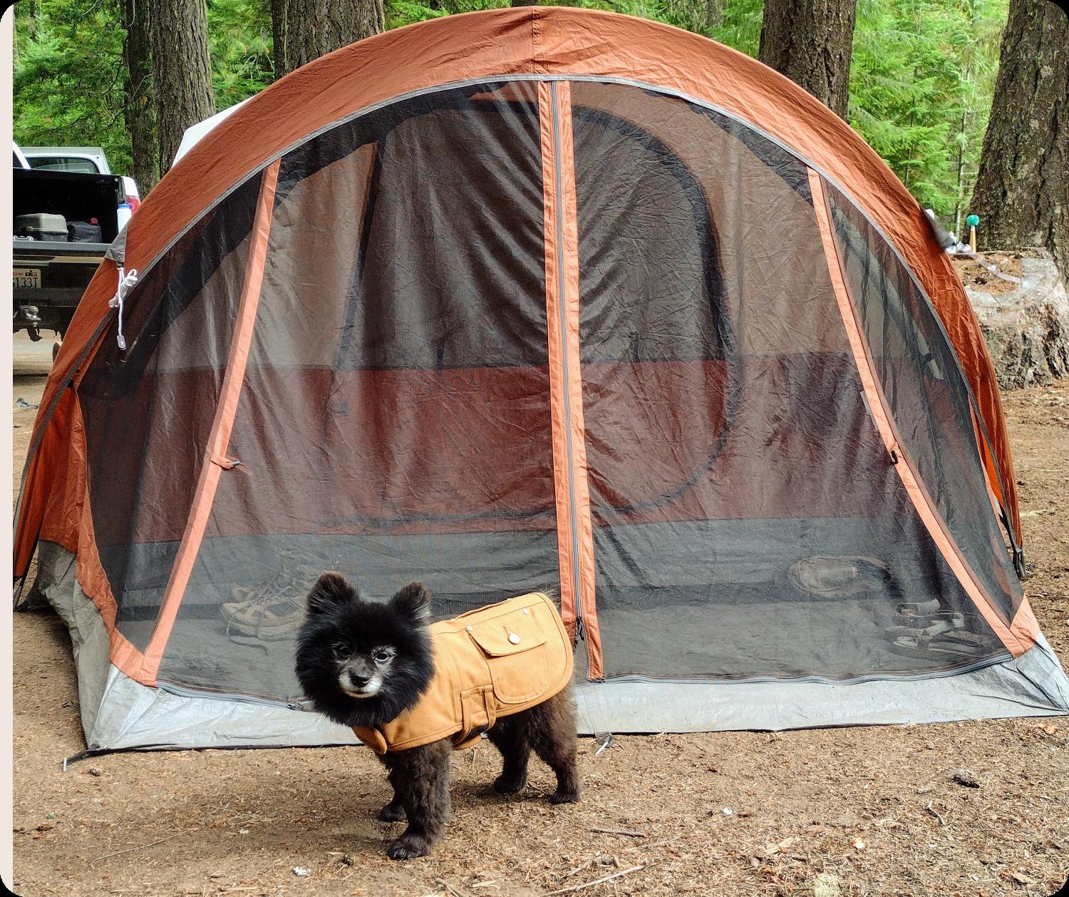 A loyal dog patiently waits in front of a colorful tent, ready for an adventure in the great outdoors.