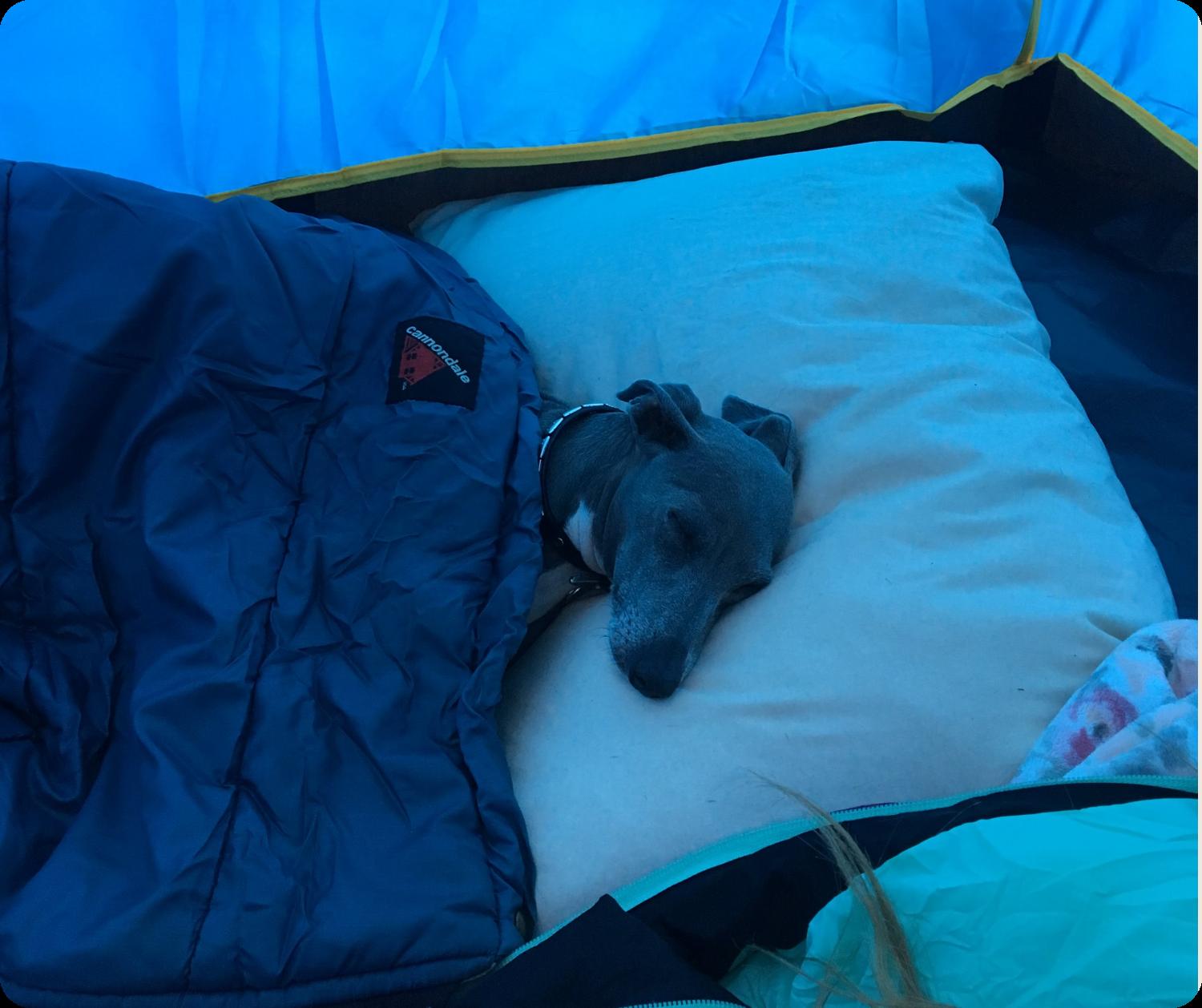 An adorable Italian Greyhound curled up inside a cozy sleeping bag, enjoying a peaceful nap.