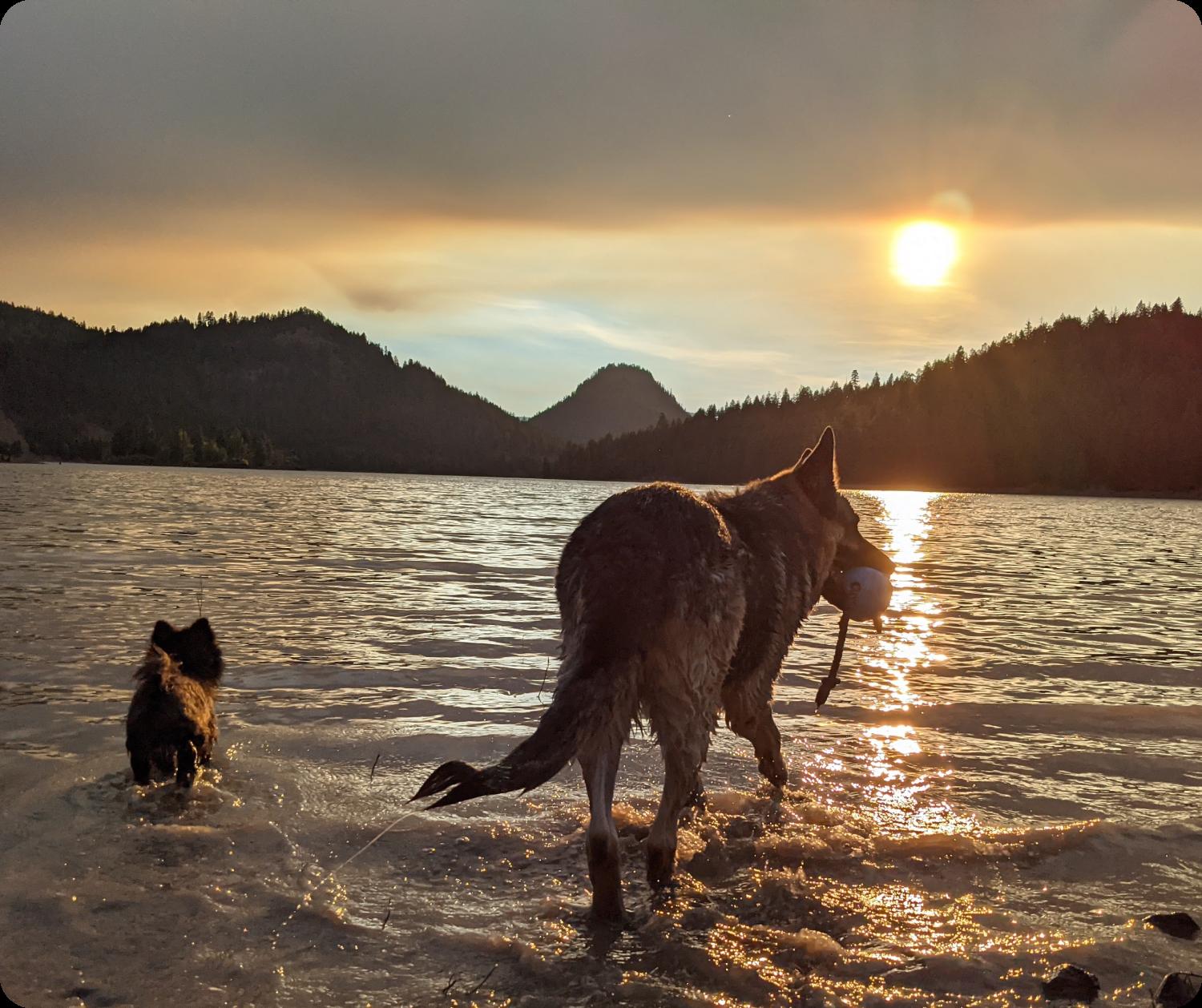A black Pomeranian and German Shepherd dog enjoying a sunset stroll in the water
