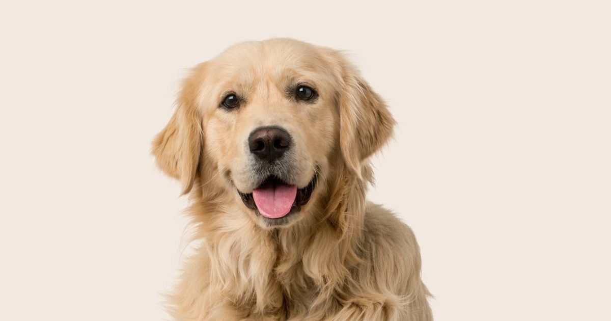 Golden Retriever Dog Breed Information