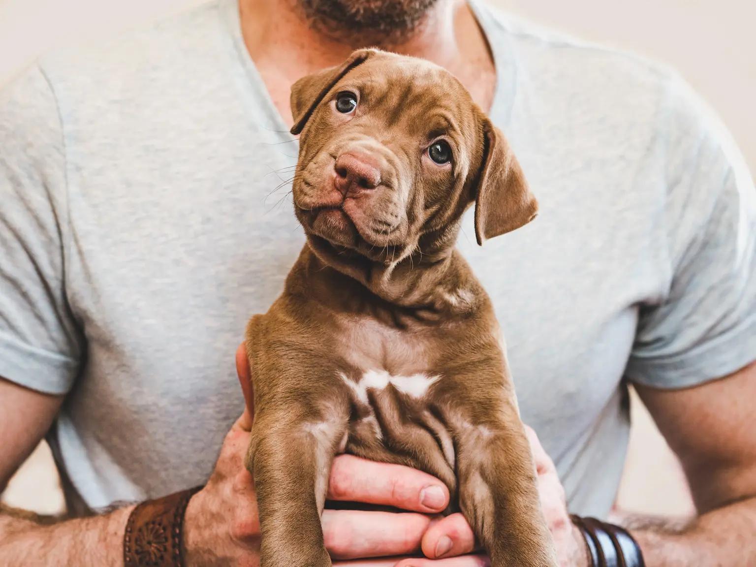 A brown puppy being held by a person and looking into the camera