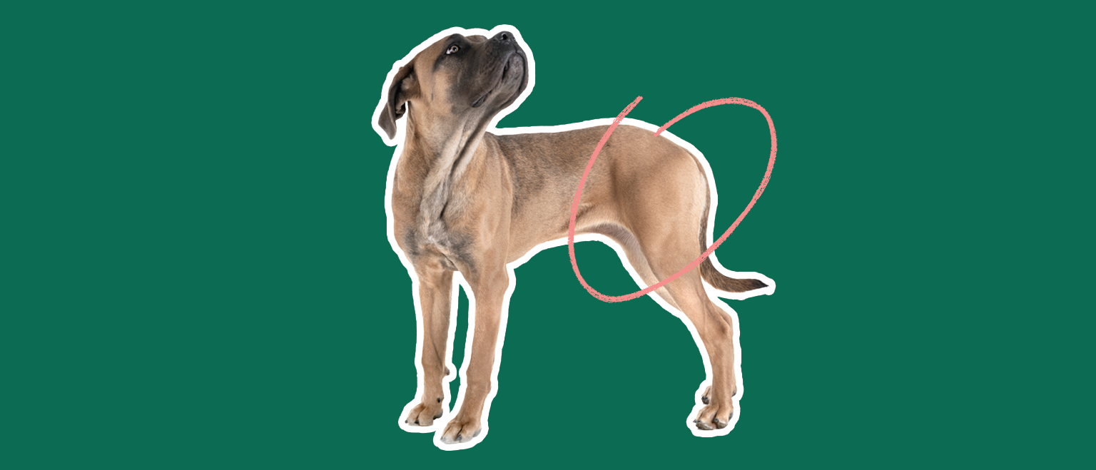 A brown dog standing, looking upward, with a pink circle drawn around its midsection on a green background.