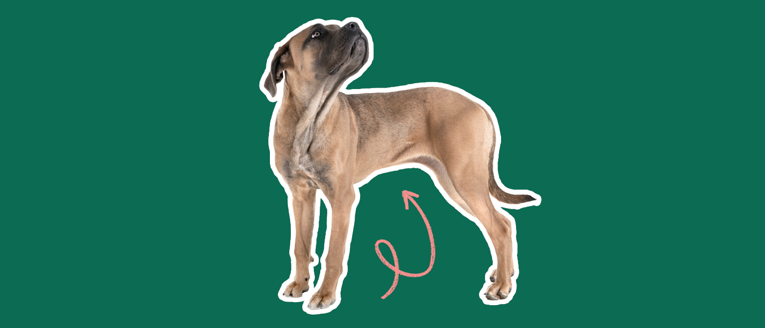 A brown dog stands on a green background, looking upwards. A pink arrow points to its stomach.