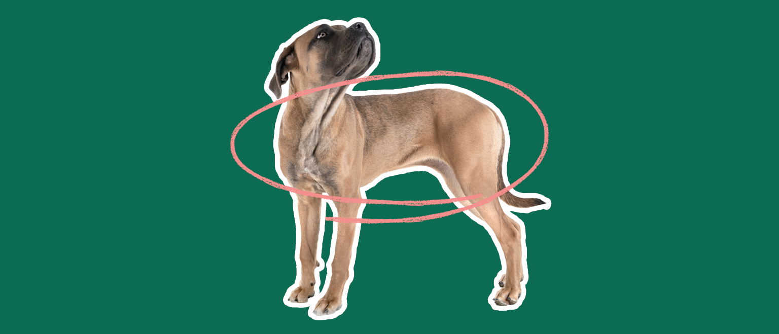 A tan dog stands confidently against a green background, encircled by a pink line.