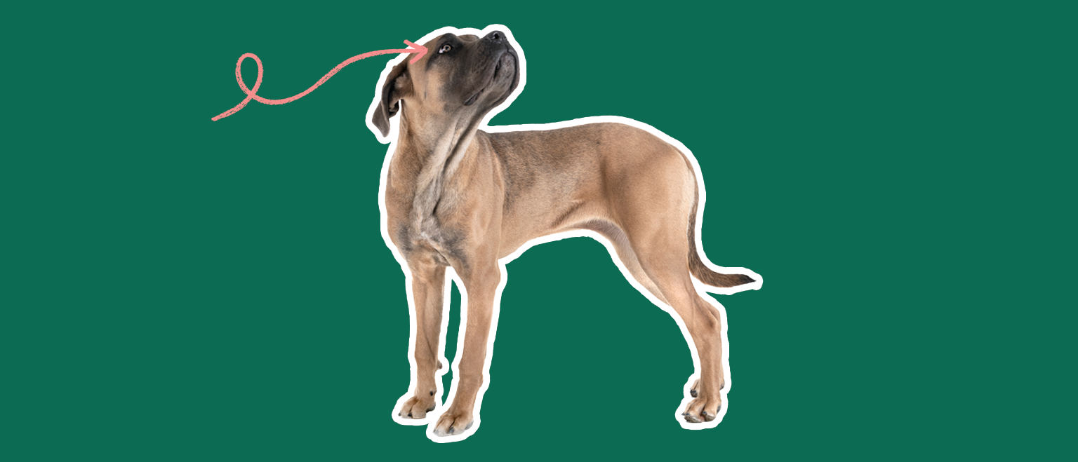 A tan dog looking upward against a solid green background with a pink arrow point towards its eye.