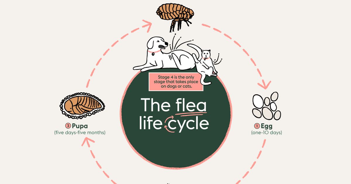 How to get rid of fleas on dogs and cats ManyPets
