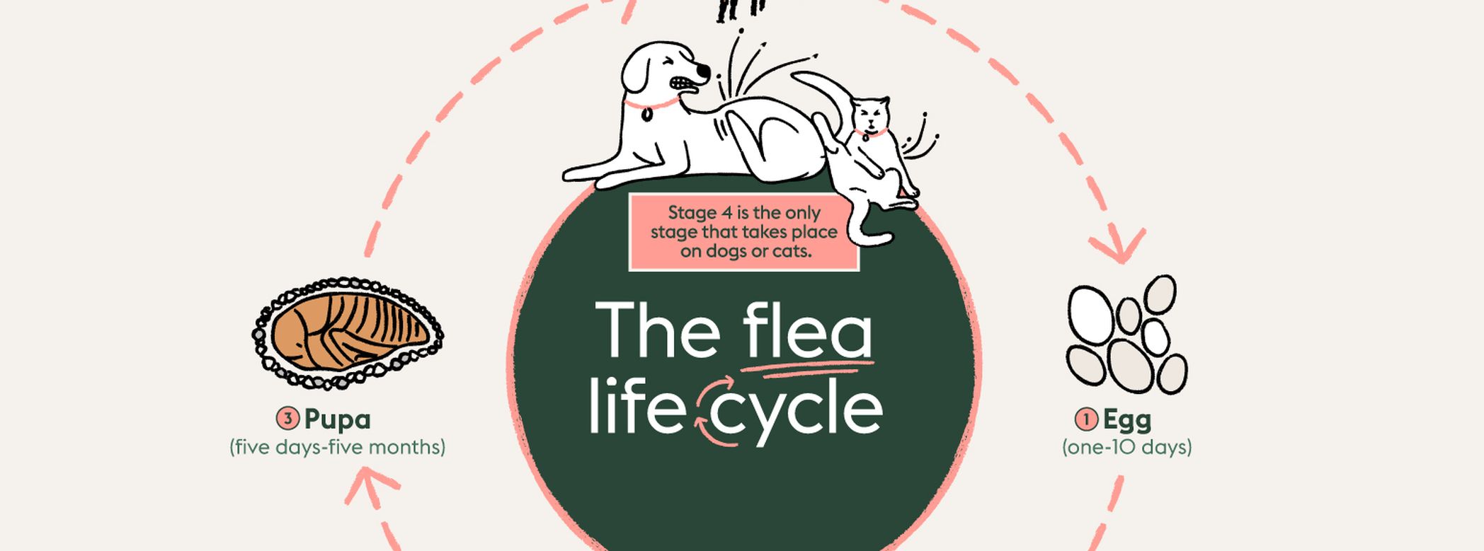 How to get rid of fleas on dogs and cats | ManyPets
