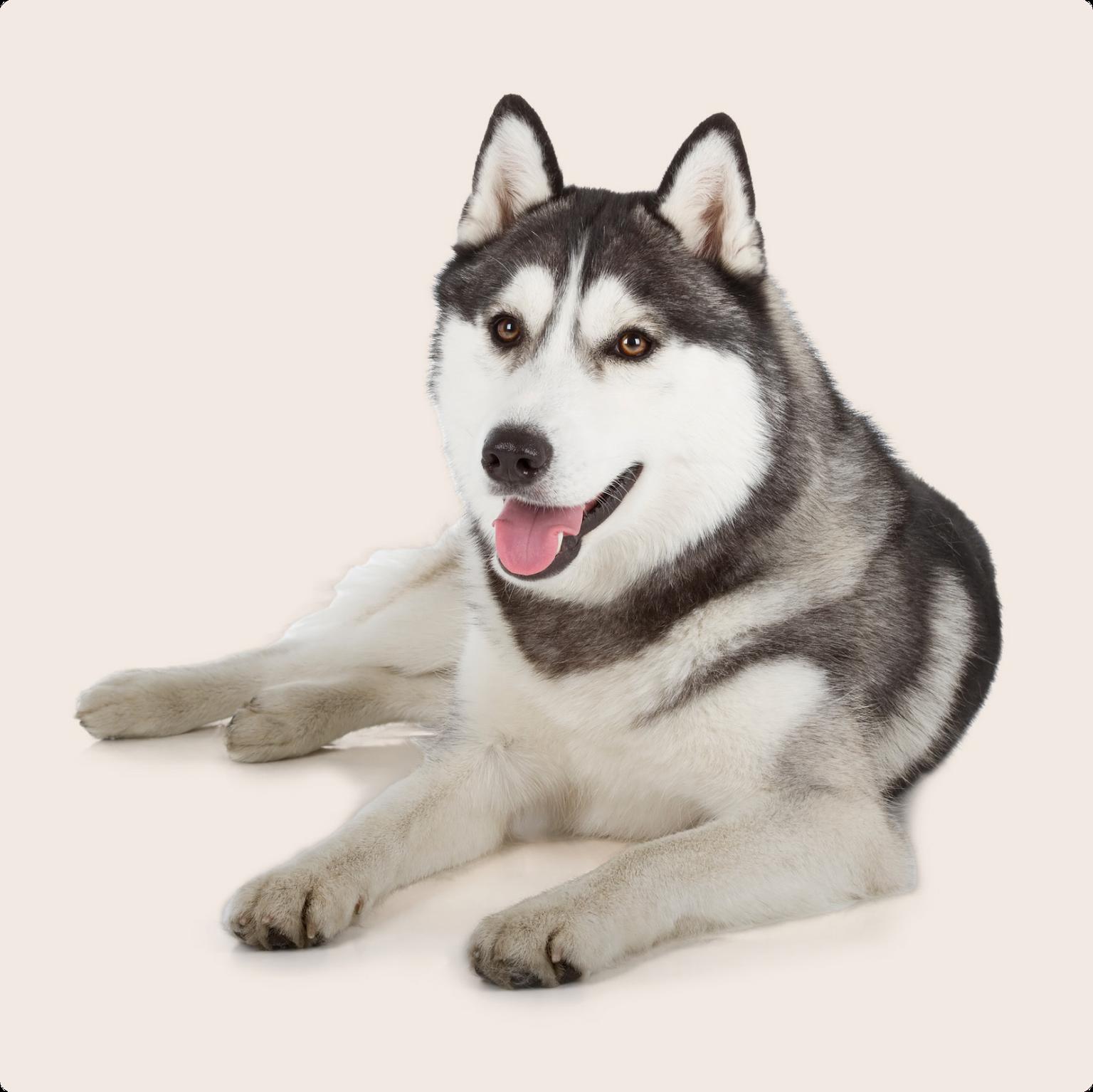 Husky
