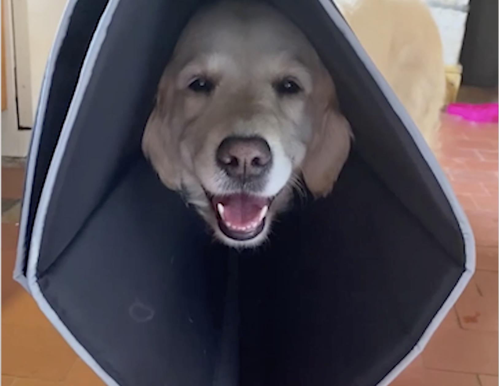 Comfy Cone dog