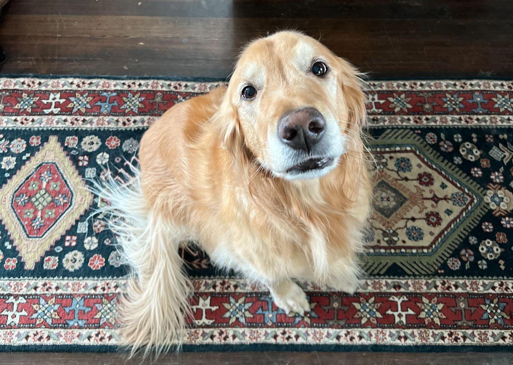 A Golden Retriever sitting on a patterned rug, looking up with a curious expression.