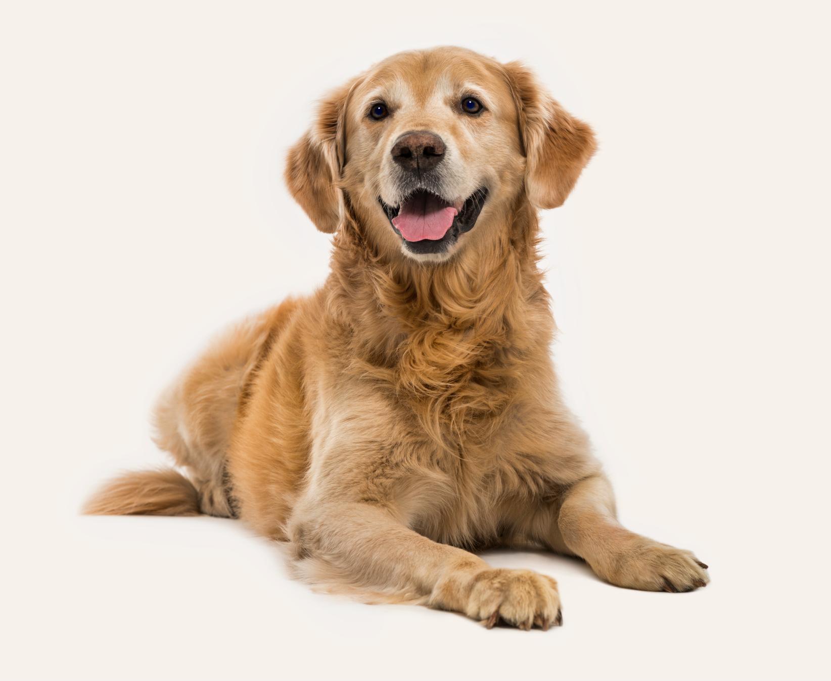 A golden retriever lying down, smiling with a tongue out, showing a lush golden coat, set against a clean beige background.