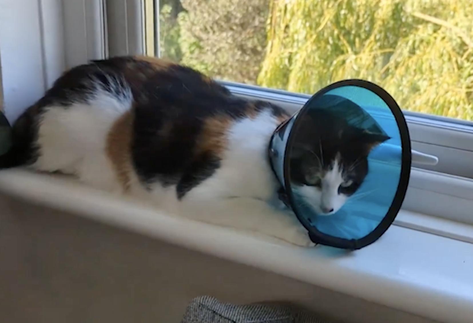 MDC smart collar cat