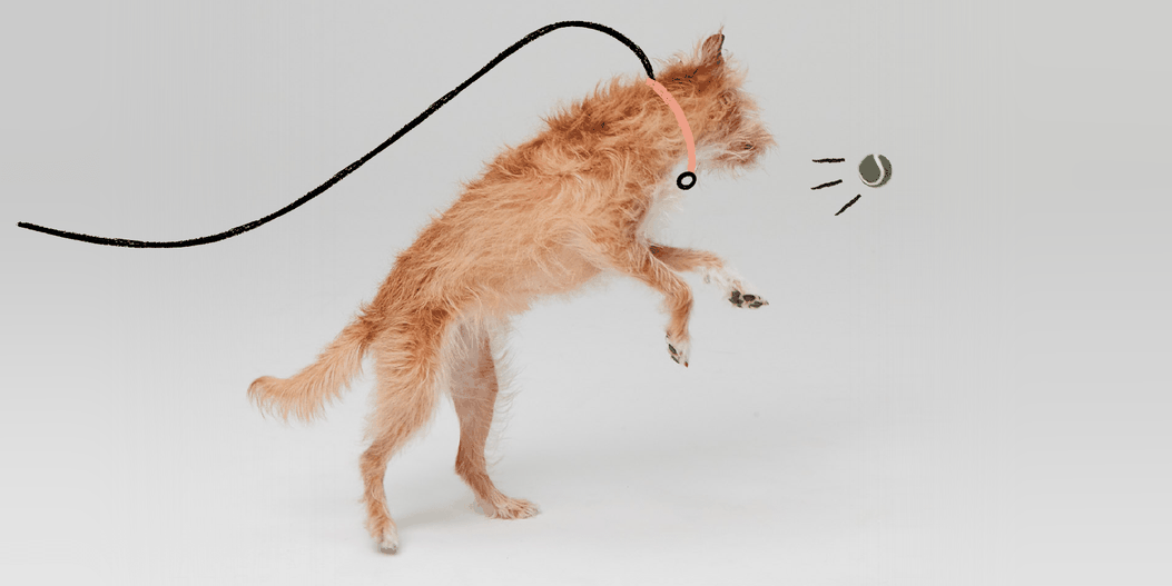 What Age Should You Leash Train A Puppy