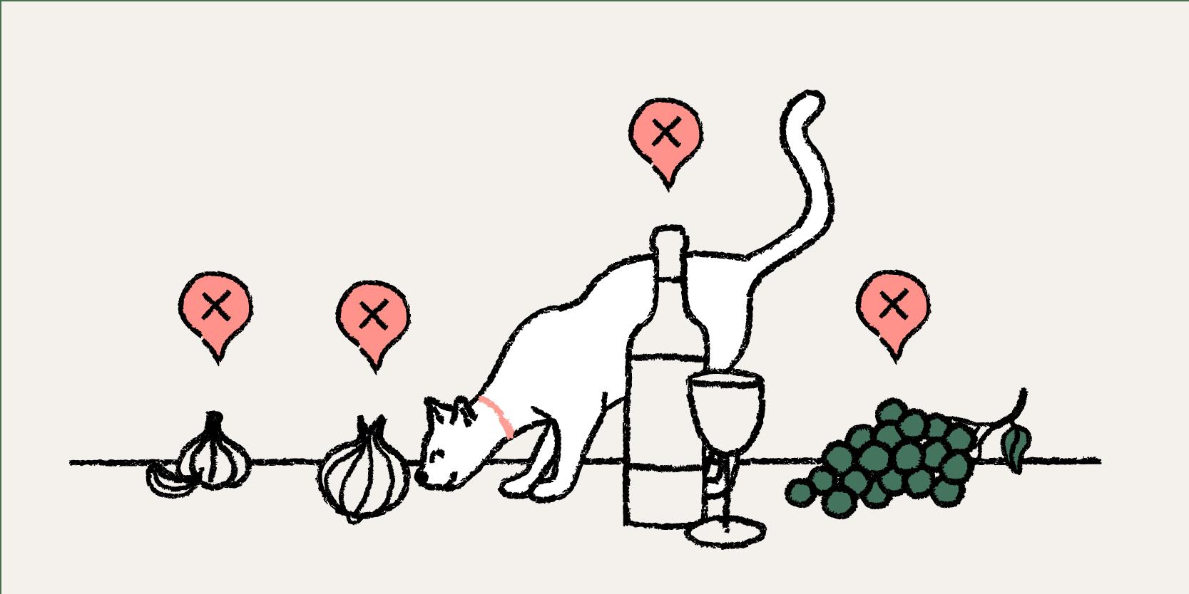 A cat sniffing an onion