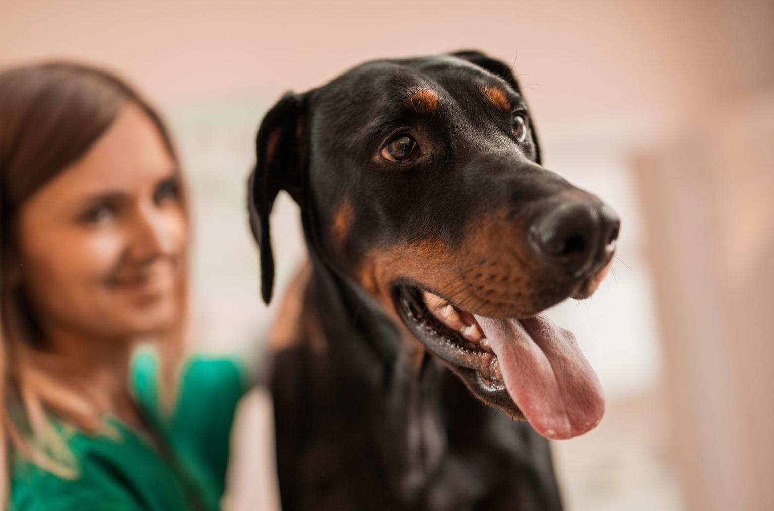 A dog with its tongue out sits in front of a smiling woman.