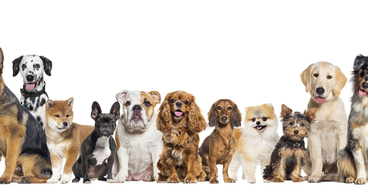 Pet care spending by state in 2023 The ultimate guide for dog owners ManyPets