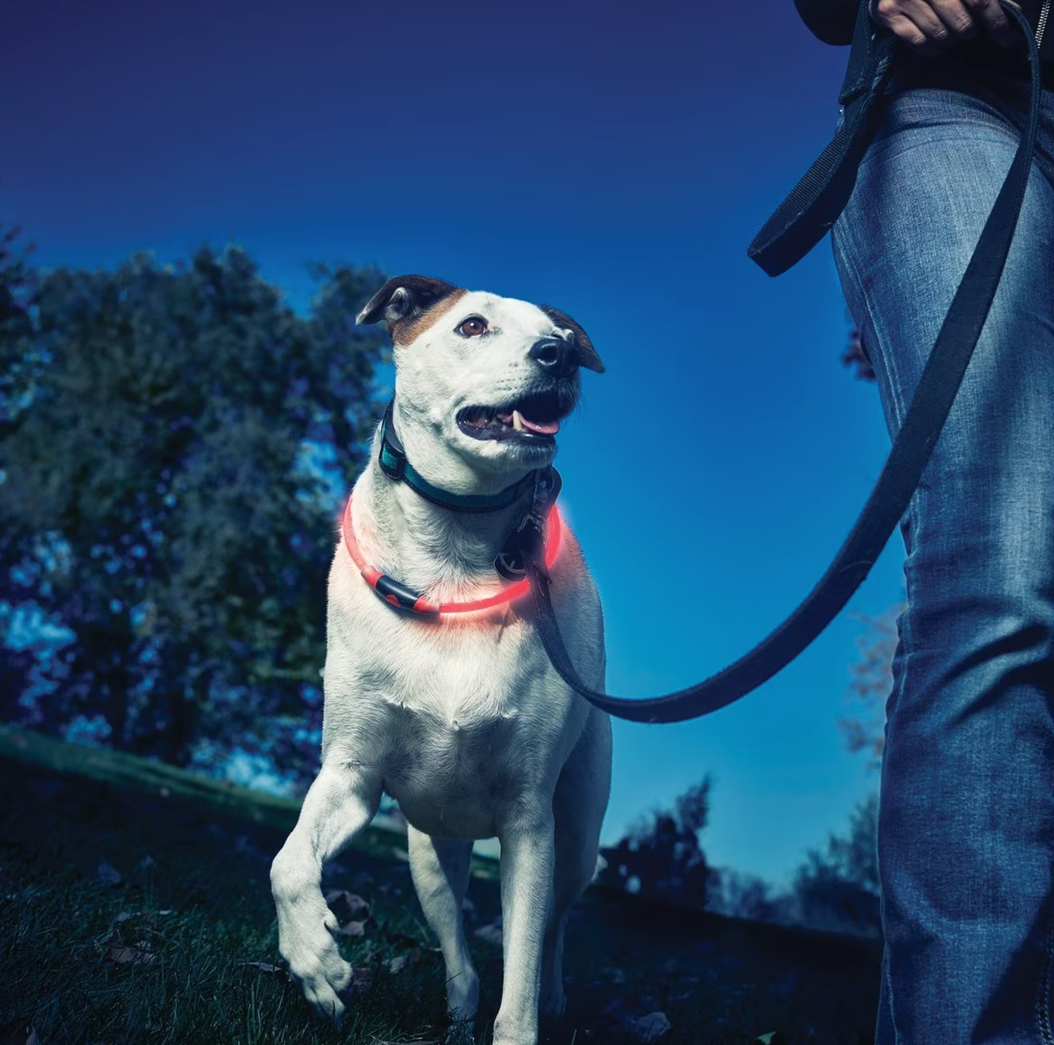 Night dog walking accessories best sale
