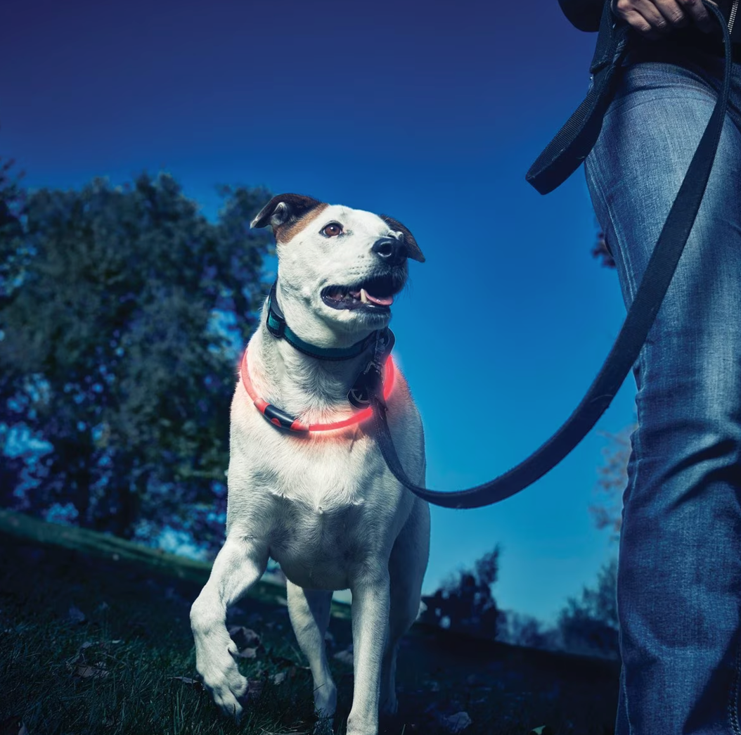 white medium sized dog wearing nite ize glow collar at night walking next to owner