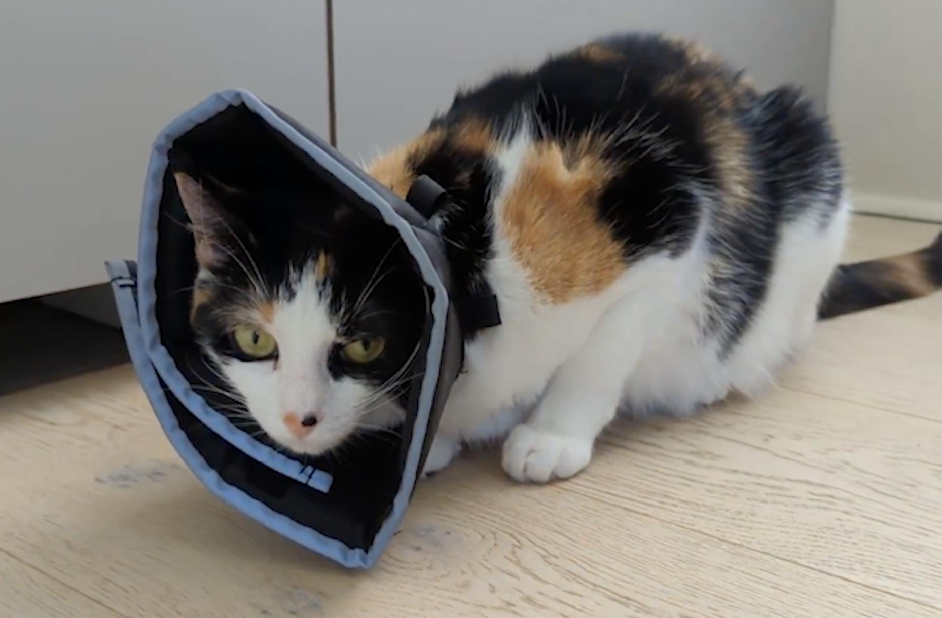Comfy Cone cat