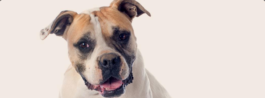 How to Care for an American Bully Dog