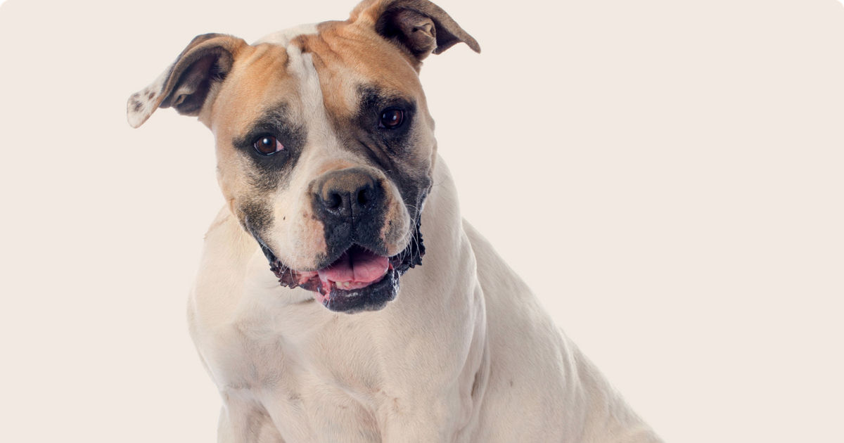 American bulldog hot sale price range