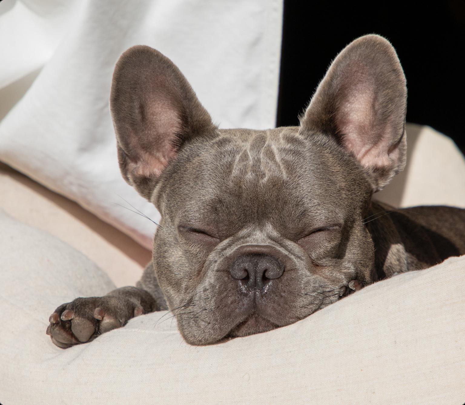 French bulldog