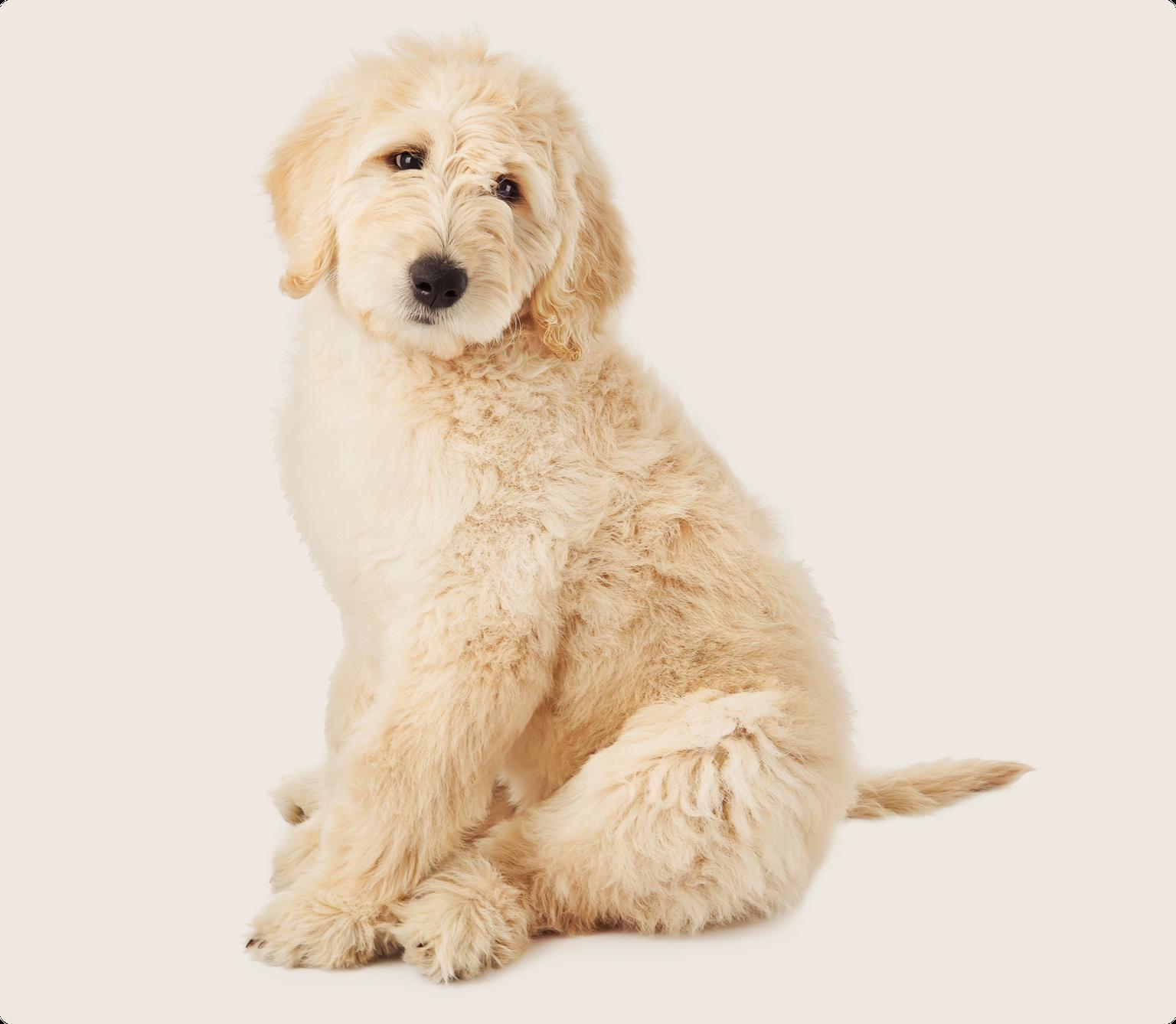 Goldendoodle