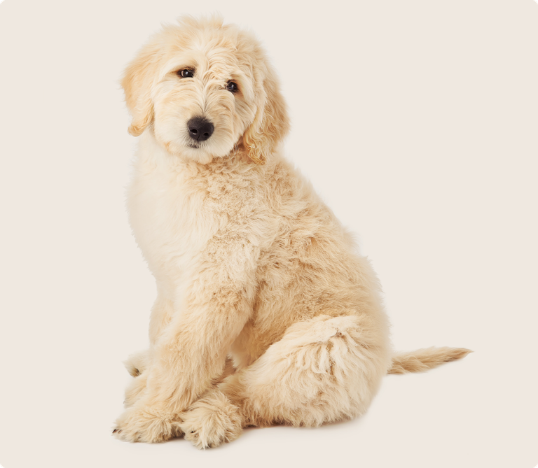 Goldendoodle Insurance ManyPets