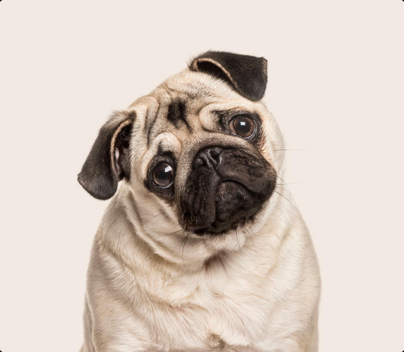 Pug on beige background