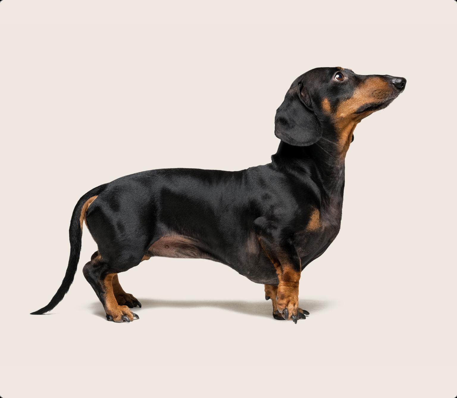Dachshund