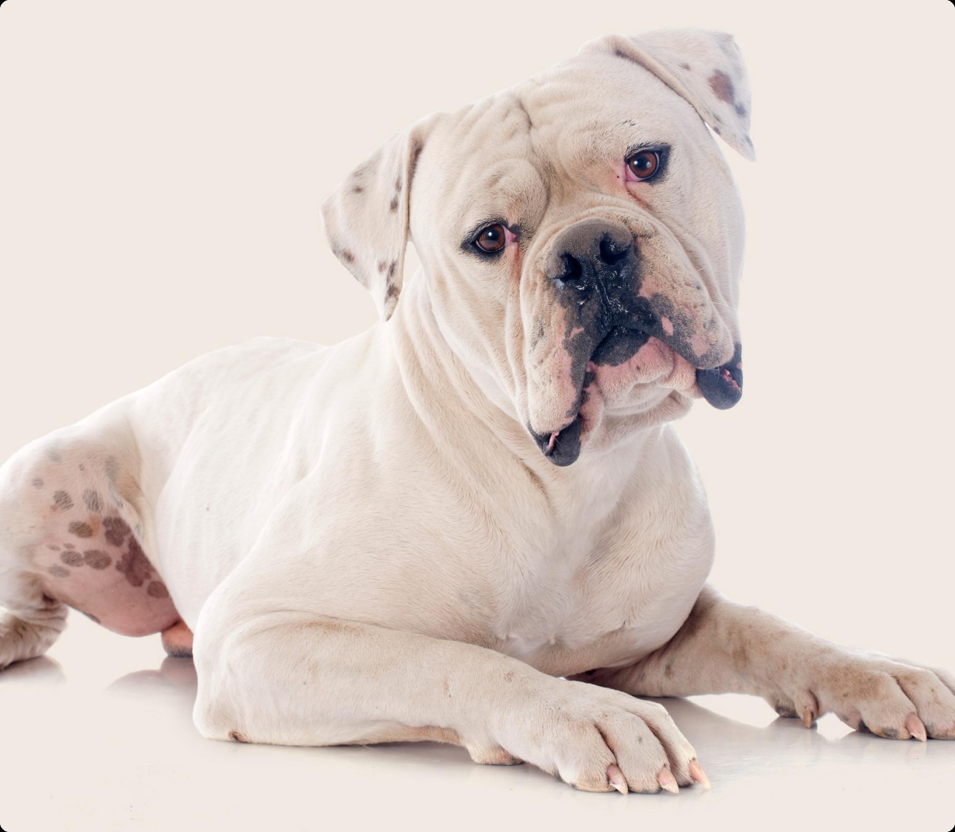 American bulldog