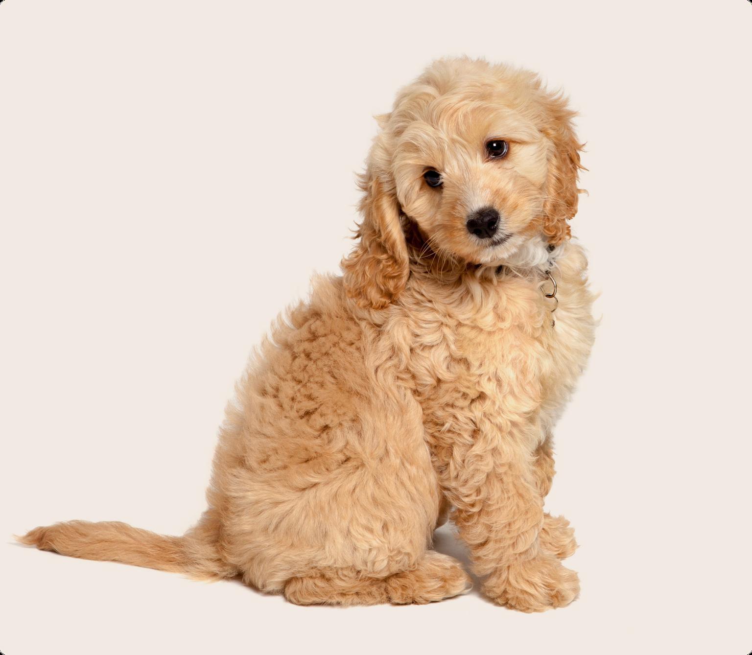 cockapoo
