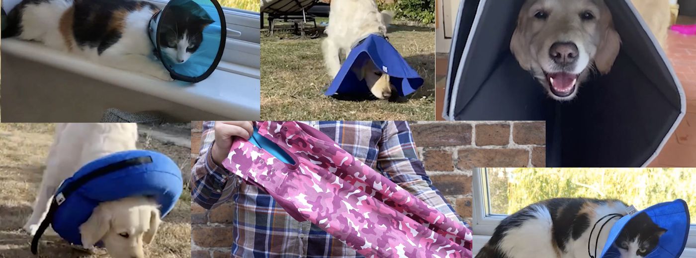 The best cat and dog cone alternatives ManyPets