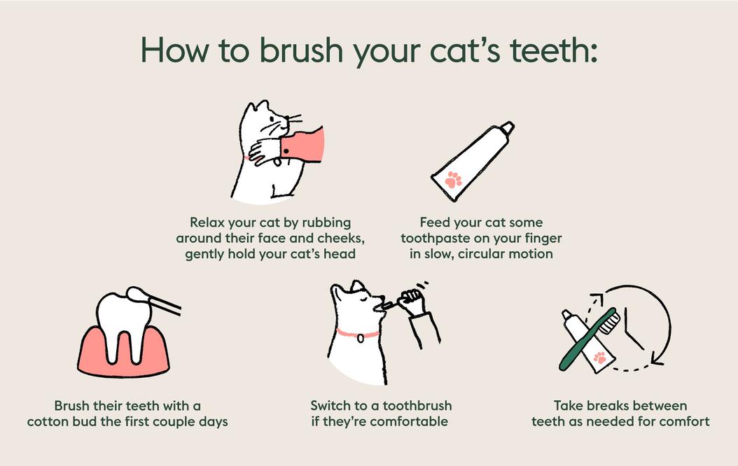 How to clean your pet's teeth ManyPets